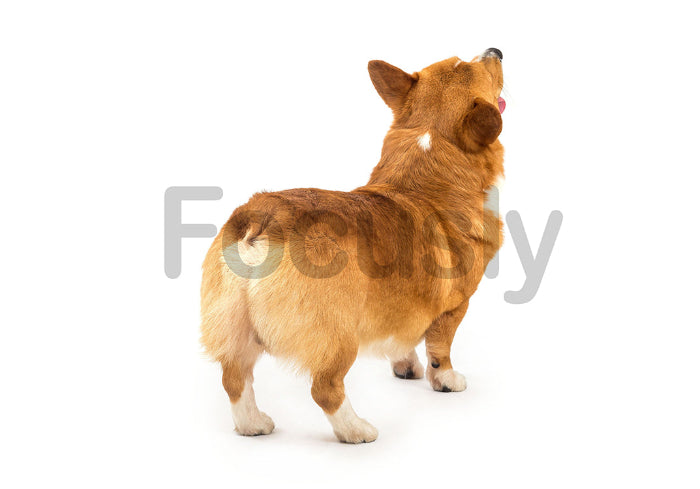 Corgi dog from behind - back view