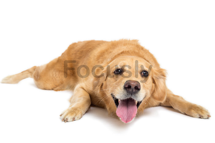 Happy golden retriever resting comfortably on a white background