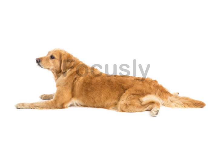 Golden retriever resting on the floor, white background - profile view