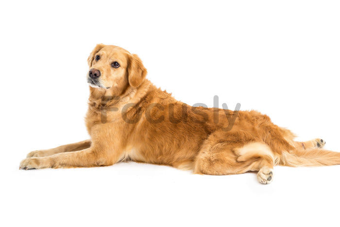 Golden retriever relaxing on a white background - portrait