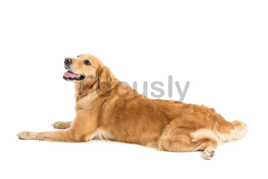 Happy golden retriever relaxing on a white background with tongue out
