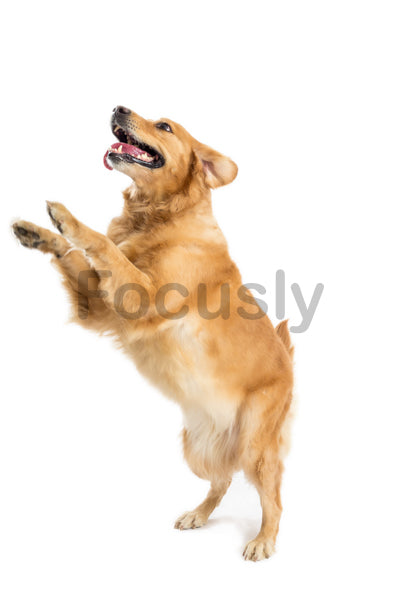 Joyful golden retriever jumping in playful pose on white background